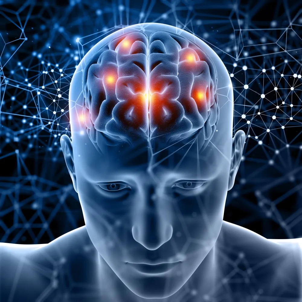Enhance memory function and support cognitive health